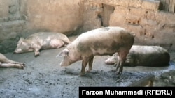 Иллюстративное фото