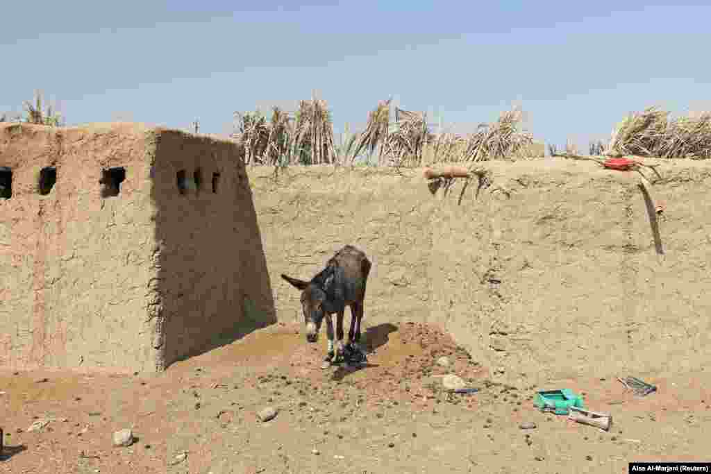 Egy szamár áll a perzselő hőségben Abbasz Elvan családi háza előtt al-Bu Husszein faluban, az iraki Divanijában 2022. október 14-én. Abbasz augusztusban öngyilkosságot követett el, miután sehol sem talált vizet kiszáradt földjén