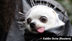 Песиків одягнули у костюми до Гелловіну (фотогалерея)