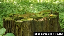 Директор Департаменту захисту довкілля та адаптації до зміни клімату заявив, що сильний вітер протягом доби в Києві повалив 578 дерев і пошкодив ще 532