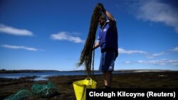 Hínárral vennék fel a versenyt a metánnal szemben