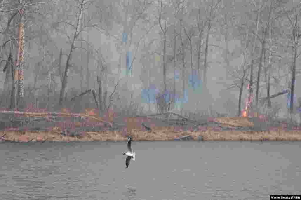 Az érintett megyékben bűnügyi vizsgálatot indítottak a tűzesetekkel kapcsolatban, és már hét büntetőeljárást indítottak gyújtogatás vádjával.&nbsp;Az orosz kormányzati statisztikák szerint az országban keletkezett tíz erdőtűzből kilenc emberi hanyagságból következik be