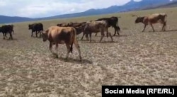 На пастбищах, где Уларбек Абдрасулов ежегодно выпасал овец, нет травы. Скот здесь не задерживается и уходит дальше в поисках корма.