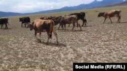 Уларбек Абдрасулов жылда малын жайып жүргөн жайыт жерлерде чөп жок. Мал бул жайыттарга токтобой, тоют издеп кетүүдө.