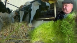 Жем-чөптү үнөмдөгөн жаңы тоют