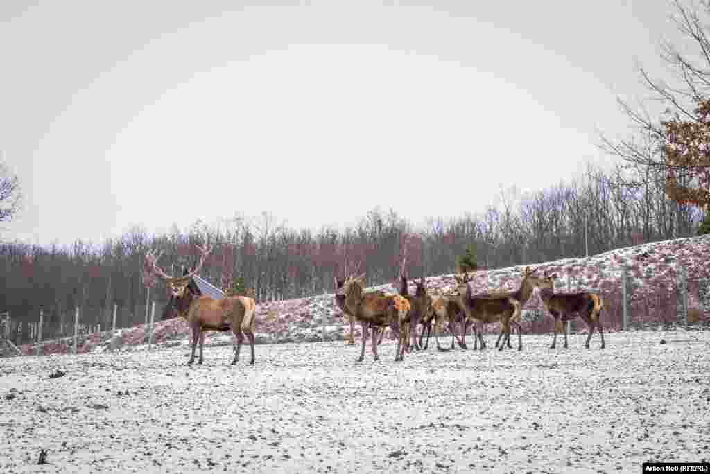 Aktualisht janë rreth njëzet drerë në një sipërfaqe prej shtatë hektarësh.