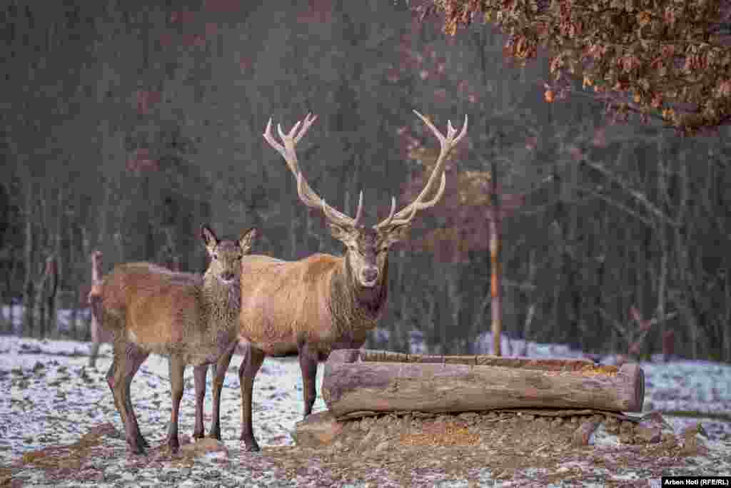 Synimi i familjes Tullari është rritja e numrit të drerëve dhe për këtë merren edhe me shtimin e tyre.