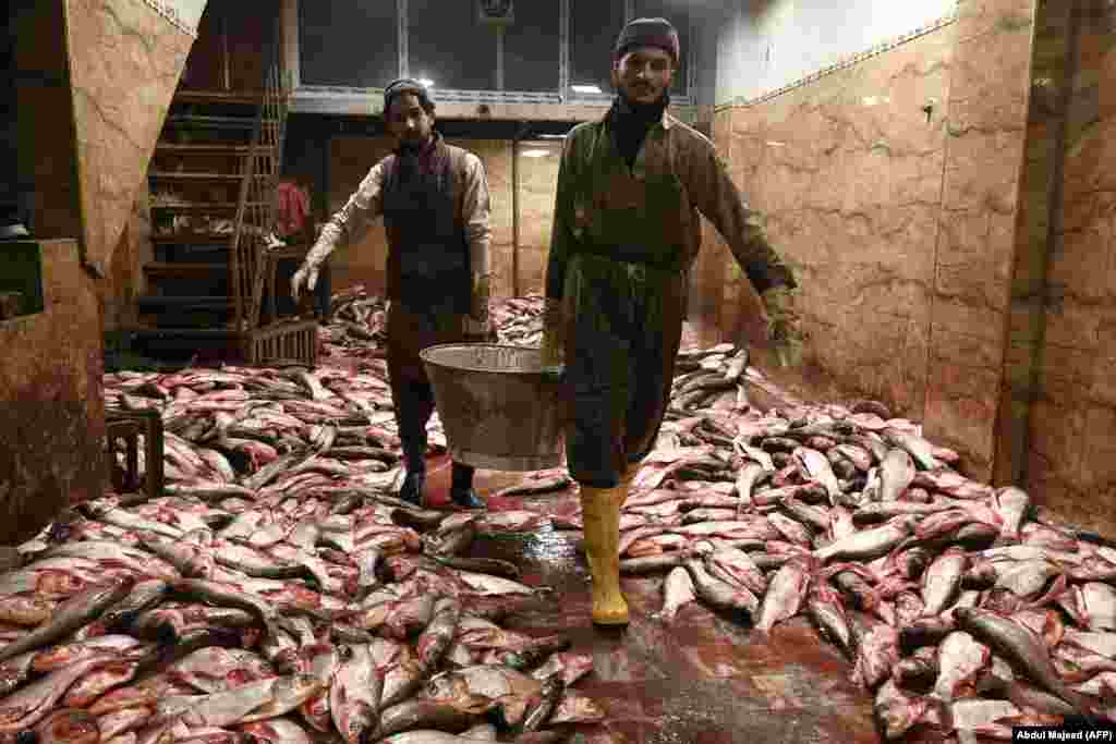 Пакистандын Пешавар шаары.&nbsp;Дүң базарда балык иргеп жаткан жумушчулар.