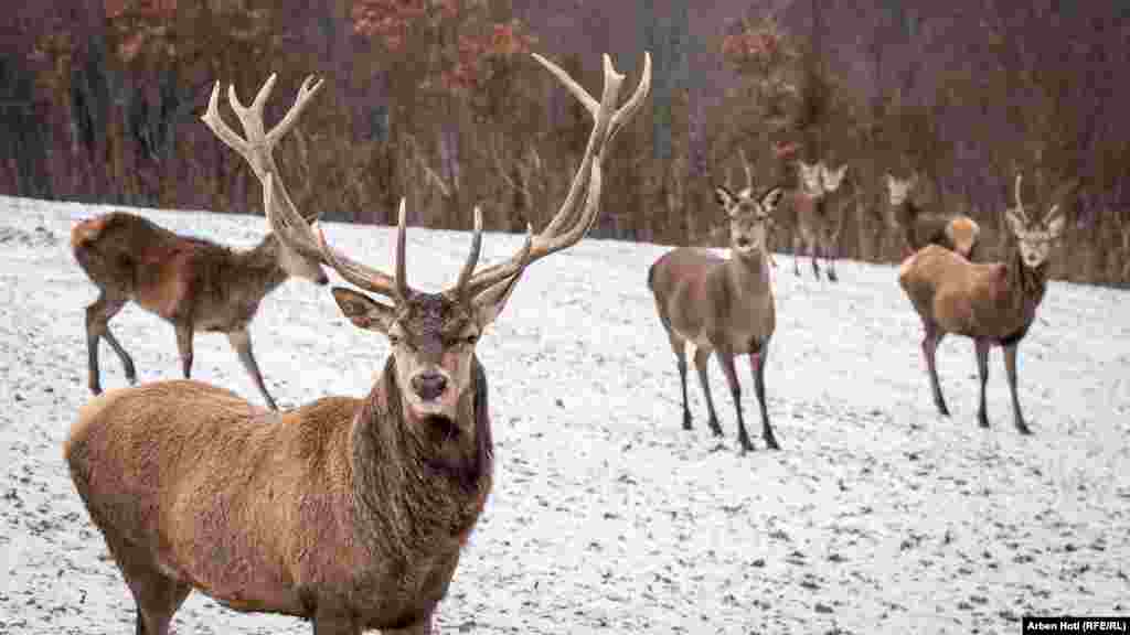 Krdo od oko 20 jelena usred živopisnog, snijegom prekrivenog pejzaža sela Orlan u Podujevu, 30-ak kilometara sjeveroistočno od Prištine, 11. januara.