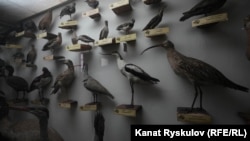 Зоологиялык музейдеги куштар. Бишкек.