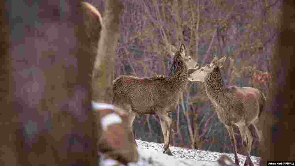 Cilj porodice Tullari je da poveća veličinu stada, kako bi osigurala da jeleni opstanu u brdima Kosova.