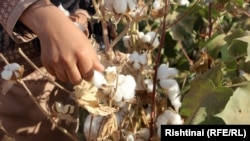 Большинство кластеров в Узбекистане не могут не только погасить свои долги перед фермерами, но и полностью выплатить деньги, выделенные женщинам, работающим на прополке хлопковых полей.