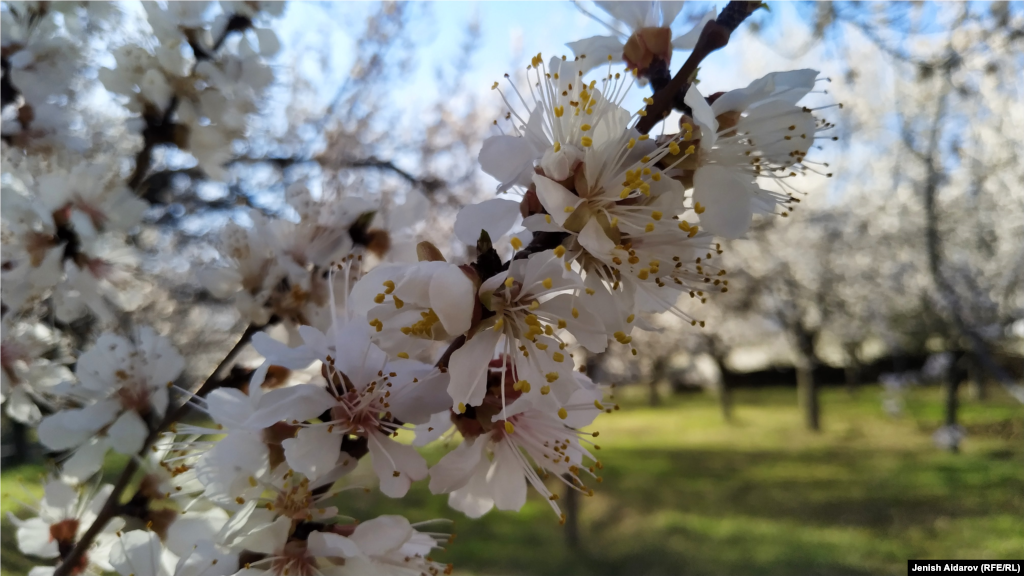 Баткендеги гүлдөгөн өрүк багы.&nbsp;