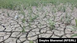 Україна втретє представляє свій павільйон на Конференції ООН зі зміни клімату (СОР29)