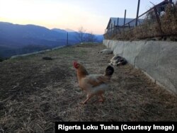 Ferma që udhëhiqet nga Rigerta dhe bashkëshorti i saj.