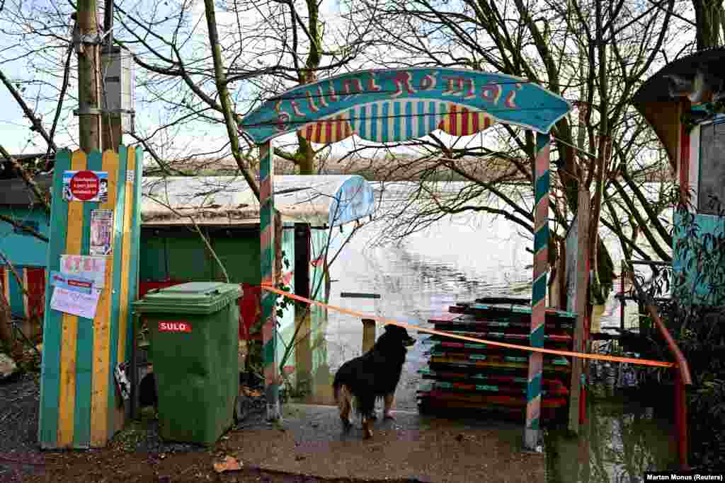 Pas posmatra razinu poplavne vode u zatvorenom pabu uz rijeku.