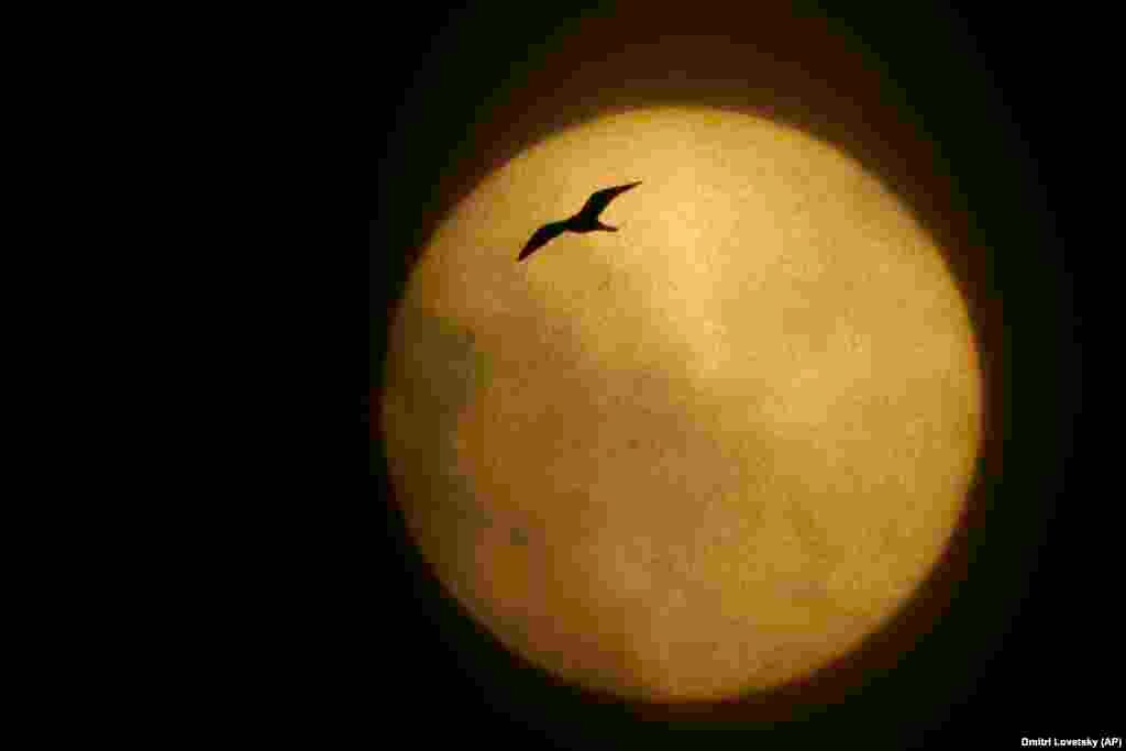 Silueta galeba tokom snežnih padavina u Sankt Peterburgu, Rusija.