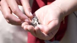 Klimatske promjene ugrožavaju leptire u Albaniji 