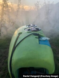 Spërkatja me pesticide e mollëve të kultivuara nga Daniel Cangonji në Devoll të Shqipërisë.