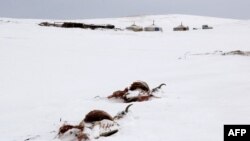 Монголиядагы жут. Архив