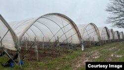 Британияга сезондук жумуштарга баргандардын көбү күнөсканаларда, жер-жемиш терип иштешет.