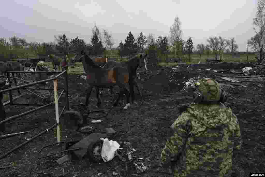 Українські військові вирішили забрати покинутих тварин із небезпеки