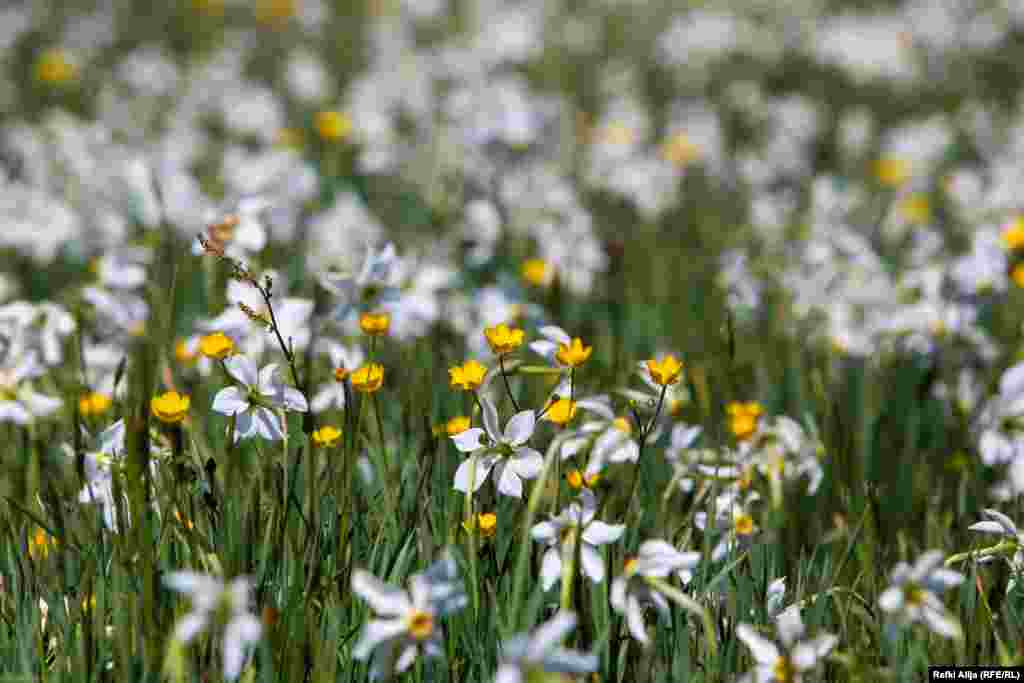Ata propozuan organizimin e manifestimit &ldquo;Ditët e Narcisit&rdquo;, me qëllim rritjen e numrit të vizitorëve dhe sensibilizimin për këtë bukuri natyrore.