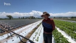 Талас: фасолдон кулпунайга оогон дыйкандар