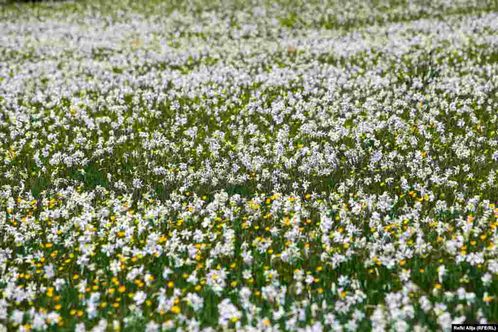Disa qytetarë që i takuam atje, kryesisht nga pjesa bregdetare e Shqipërisë dhe kryeqyteti Tirana, u ankuan se ky vend nuk po shfrytëzohet më mirë për qëllime turistike dhe se vendi i tyre nuk po i përdorë këto burime natyrore.