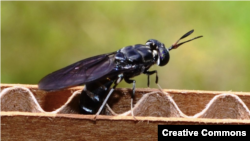 O femelă de muscă neagră soldat își depune ouăle într-un cofraj de carton. Sursa foto: en.wikipedia.org. The author: blacksoldierflyblog.com.