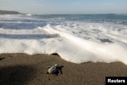 Morska kornjača na Filipinima, januar 2023.