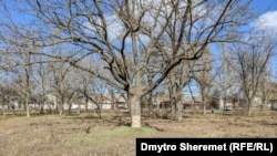Бузковий парк в Херсоні, лютий 2023 року