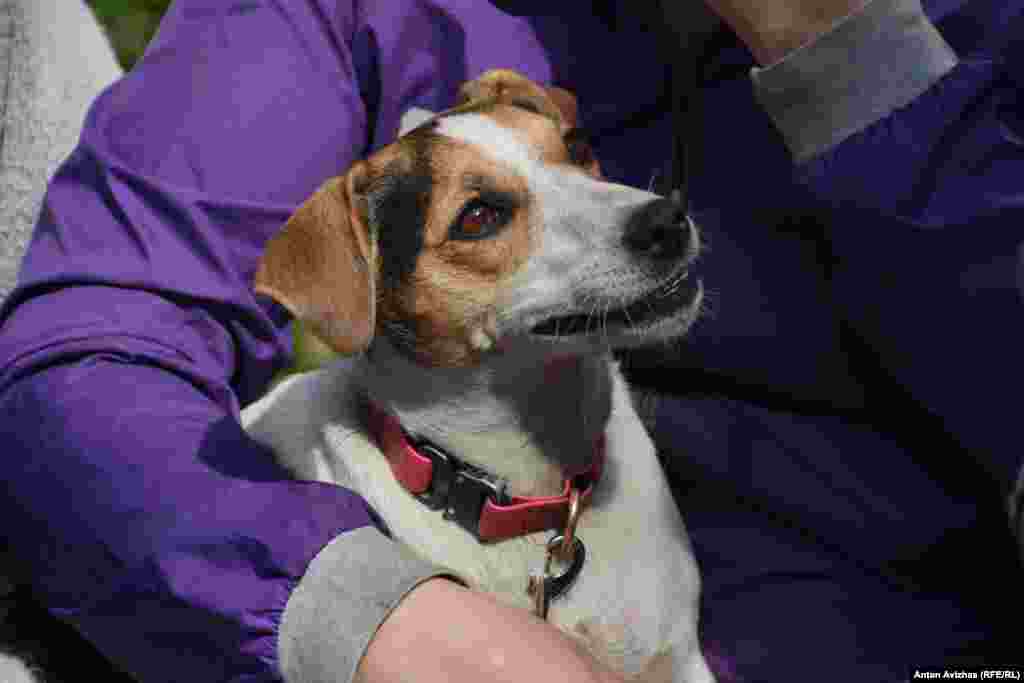 Цей пес єдиний, хто залишився в Олени. Після прильоту ракети він втік і лише під ранок його розшукали