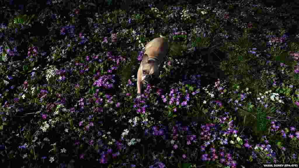 Francuski bokser šeta vrtom s rascvjetanim jaglacima u Sofiji.