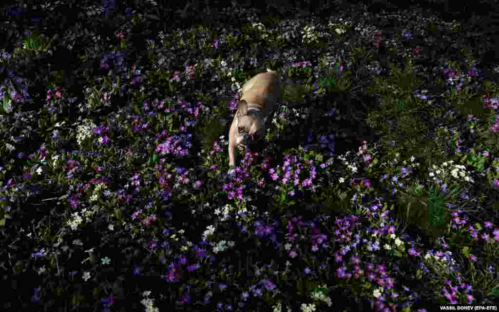 Un bulldog francez se plimbă într-o grădină cu primule înflorite la Sofia.