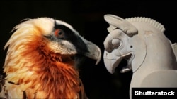 پرنده هما، یا همان کرکس ریش‌دار، در کنار سرستون شیردال تخت‌جمشید با سر دال، گوش اسب و بدن شیر