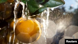 Na rod narandži je takođe uticala bolest huanglongbing (HLB), opšte poznata kao bolest žutog zmaja, koja je pogodila usjeve i na Floridi i u Brazil.