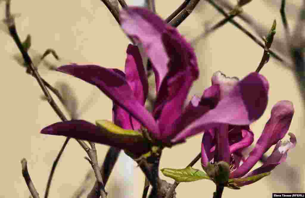 Poate preferați totuși o culoare mai intensă. Ce spuneți de roz magenta de-a dreptul?