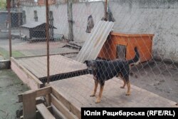 У шелтері прихистили понад 30 тварин переселенців