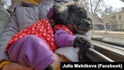 Собака Юлії Мельникової Фібі