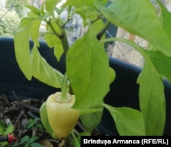 S-au copt ardeiul și roșiile în Pepiniera 1306 plante