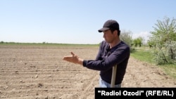 В прошлом году из-за нехватки воды часть посевов в Джаббор Расуловском районе высохла, а плоды на деревьях опали недозревшими