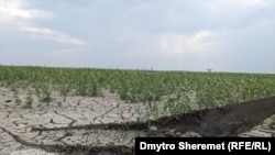 Після руйнації ГЕС Каховське водосховище висохло і почаол заростати травою, серпень 2023 року