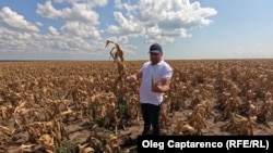 Porumb uscat la Giurgiulești