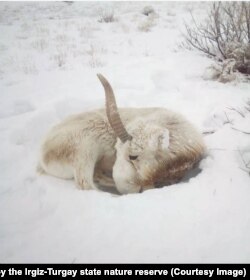 Үйүрдөн калган бөкөн.