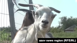 Тварини не витримували звуків вибухів і помирали, розповіла власниця ферми на Херсонщині Тетяна Страмнова