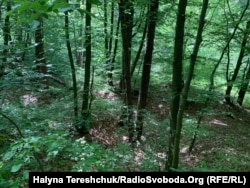 У цьому урочищі брюховицького лісу лежать останки розстріляних євреїв