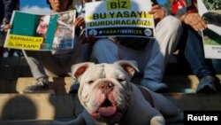 Pas po imenu Baron sjedi ispred demonstranata na protestu protiv zakona koji je izradila vlada a koji ima za cilj da ukloni pse lutalice sa ulica, u Istanbulu, Turska, 27. jula 2024. 