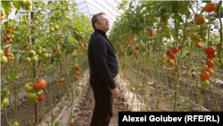 Vladimir Păun din Hăsnășenii Noi, Drochia, cultivă legume în sere din 2019 și a investit de atunci 2 milioane de lei.