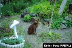 Один з псів, за якими доглядає Наталія в Козачій Лопані на Харківщині